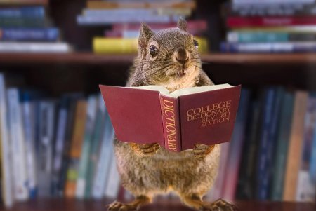 Животные читают книги