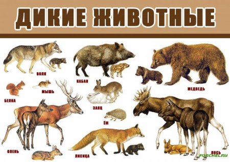 Рисование животные в лесу