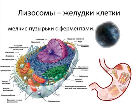 Лизосомы строение органоида и функции