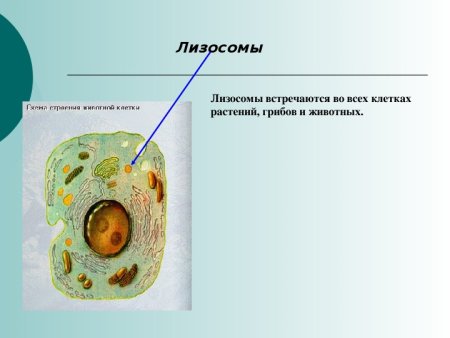Строение растительной клетки лизосомы