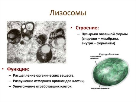 Строение и функции лизосомы клетки