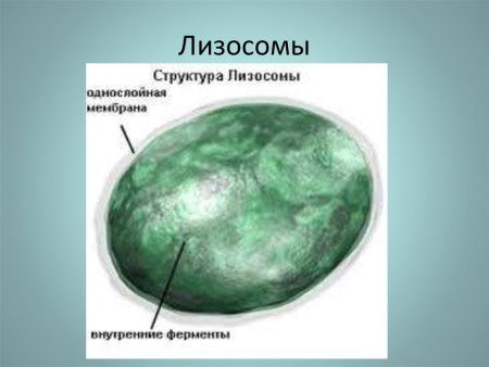 Строение и состав лизосом