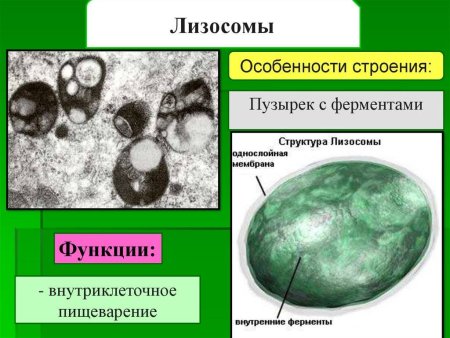 Лизосомы строение структура и функции