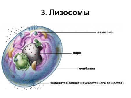 Схема строения лизосомы