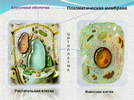 Лизосомы в растительных клетках