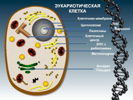 Лизосомы клетки эукариот строение
