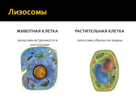 Хлоропласты в растительной клетке и животной клетки