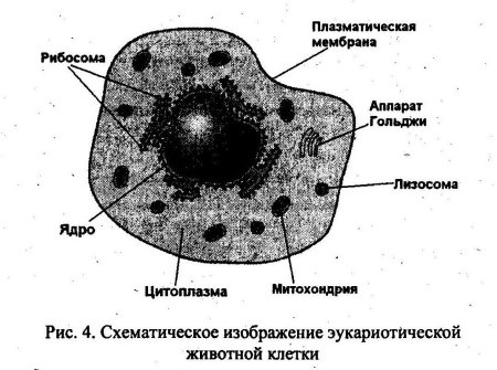 Мембрана в клетке животного