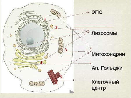 ЭПС клетки схема