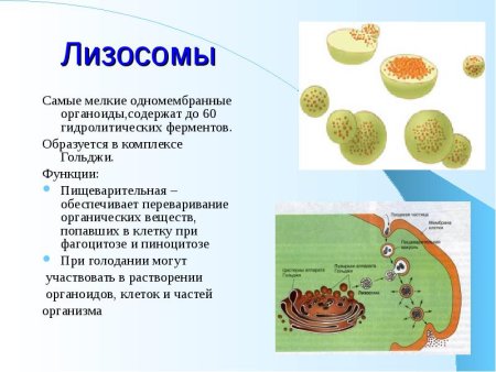 Строение лизосомы животной клетки