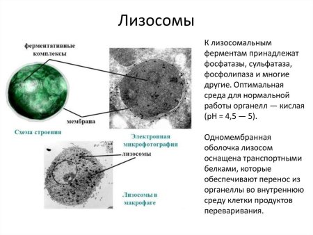 Строение лизосомы эукариотической клетки