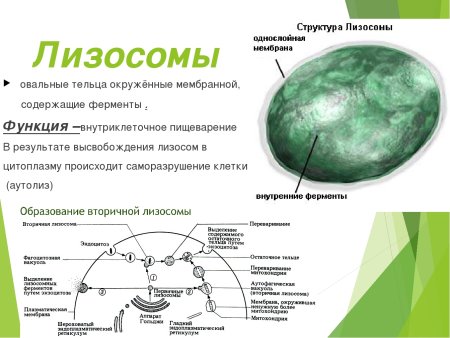 Функции лизосом в растительной клетке
