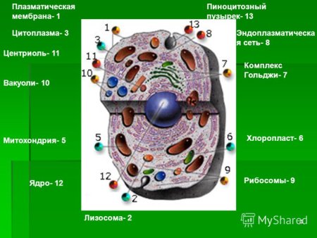 Клеточная мембрана цитоплазма ядро рибосомы митохондрии