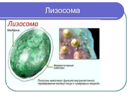 Лизосома без подписей