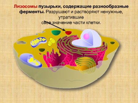 Строение лизосом клетки 10 класс
