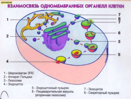 Взаимосвязь одномембранных органоидов клетки рисунок