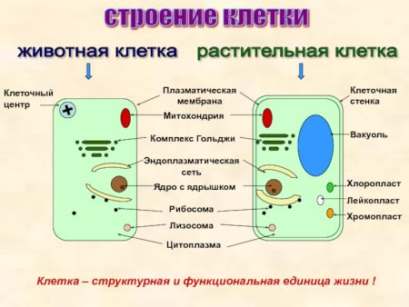 Плазматическая мембрана животной клетки и растительной клетки