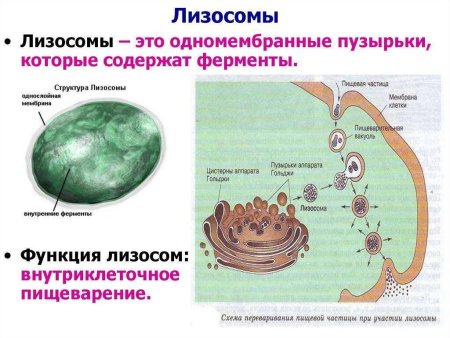 Лизосома функции органоида