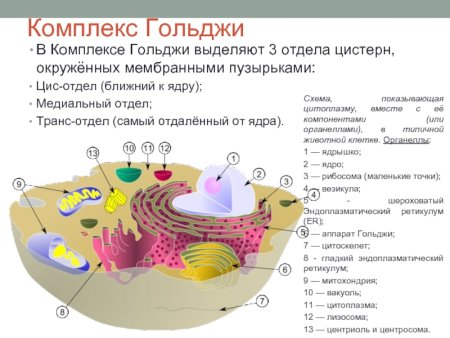 Эндоплазматическая сеть аппарат Гольджи лизосомы