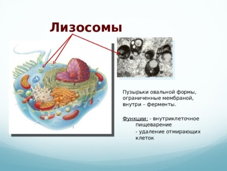 Органоид клетки осуществляющий внутриклеточное пищеварение