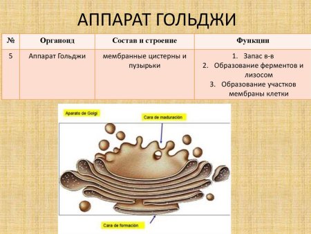 Функции аппарата Гольджи в растительной клетке