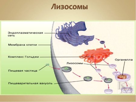 Образование лизосом в аппарате Гольджи