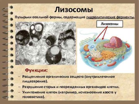 Функции лизосомы в клетке