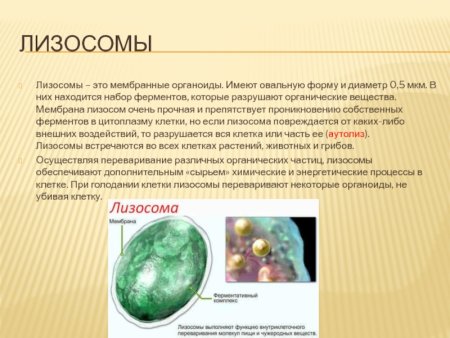 Лизосомы в растительных клетках