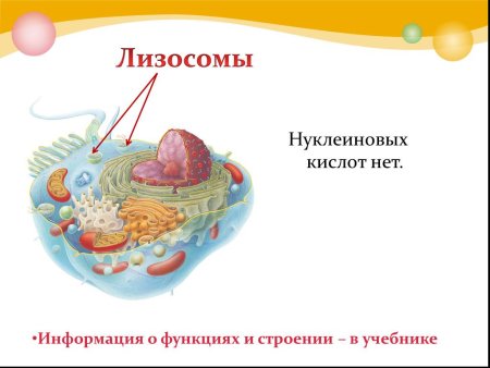 Лизосомы рисунок