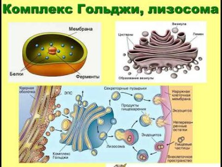 Функции ЭПС И аппарата Гольджи
