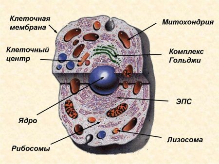 Мембранные органеллы клетки гистология