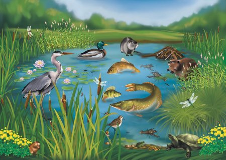 Обитатели водоемов для детей