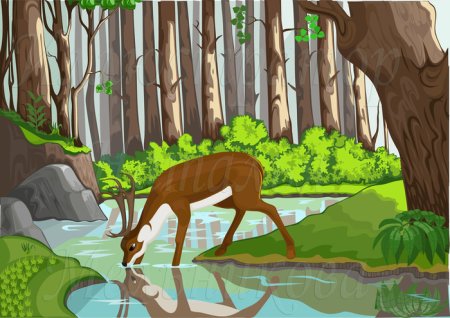Оленёнок пьёт воду в лесу
