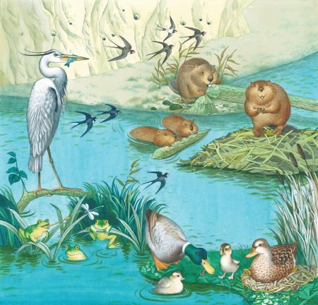 Обитатели пруда