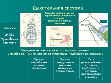 Эволюция дыхательной системы беспозвоночных