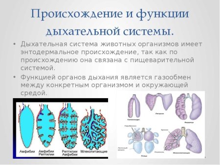 Строение дыхательной системы позвоночных животных