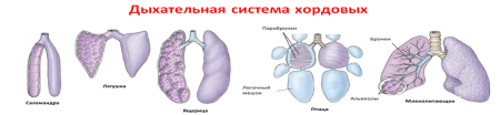 Система органов дыхания животных схема