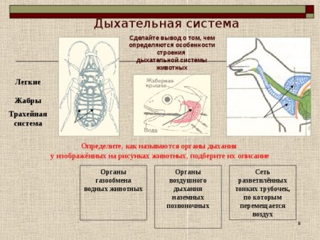Эволюция систем органов животных дыхательная система