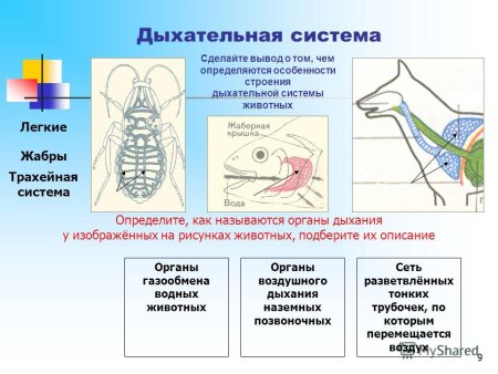 Эволюция дыхательной системы хордовых животных
