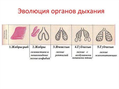 Эволюция системы дыхания у беспозвоночных