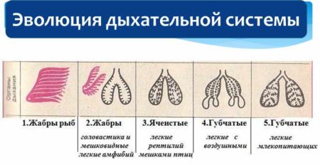 Дыхательная система беспозвоночных животных