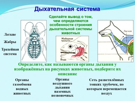 Эволюция дыхательной системы позвоночных животных