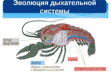 Система органов дыхания млекопитающих 7 класс