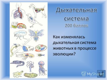 Схема строения дыхательной системы млекопитающих