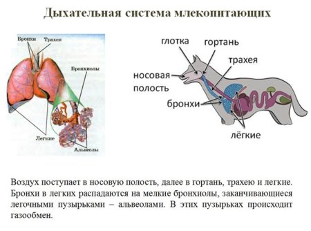 Эволюция систем органов позвоночных животных