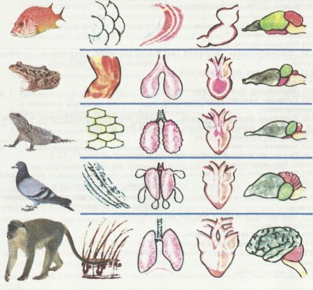 Respiratory System лошади