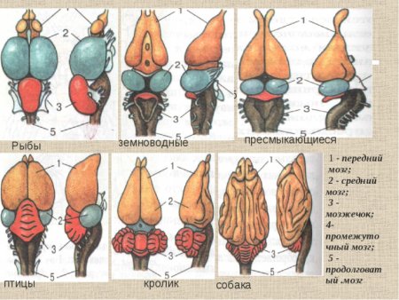 Головной мозг всех классов животных