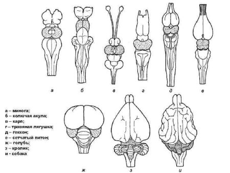Строение головного мозга хордовых