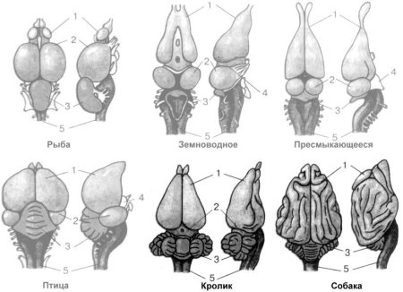 Головной мозг позвоночных биология 7 класс