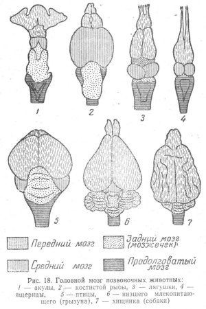 Эволюция головного мозга позвоночных таблица